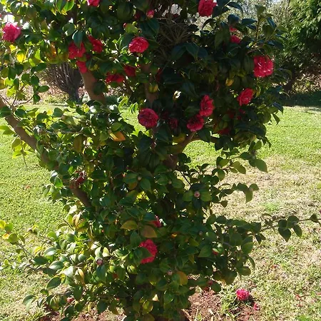 Semesterbostad Herdade Do Pedregal Ponta do Pargo