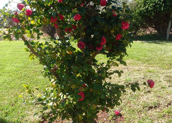 Hébergement de vacances Herdade Do Pedregal Ponta do Pargo